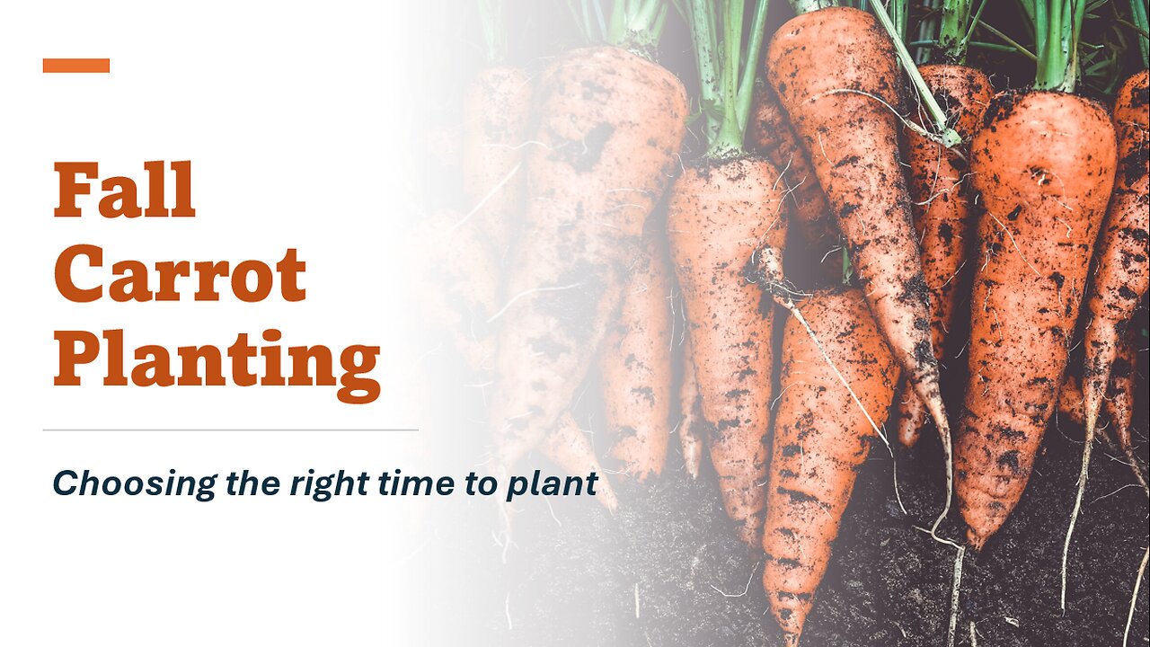 Fall Carrot Planting
