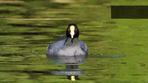 1500 ~ animal ~ species, ~ amazing ~ Dolby ~ panoramic soundtrack 8K ultra high definition