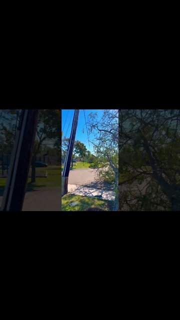 Multiple Trees Taking Down Power Lines