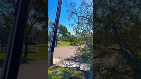 Multiple Trees Taking Down Power Lines