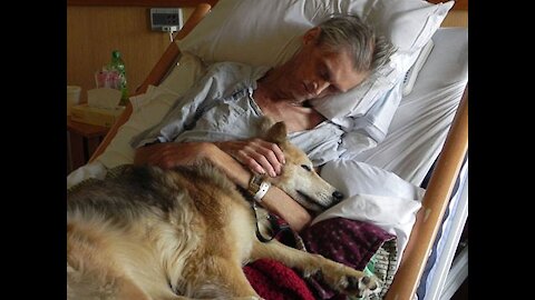 15 Most Loyal Dogs That Will Stand by Their Owners no Matter What.