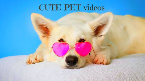 Funny and Cute Cat's and Dogs Pets and Owners are the best friends Videos