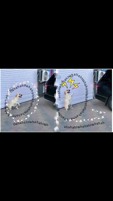 So Funny 🤣🤣 Dog 🐶