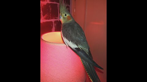 Cockatiel Bird Boubou