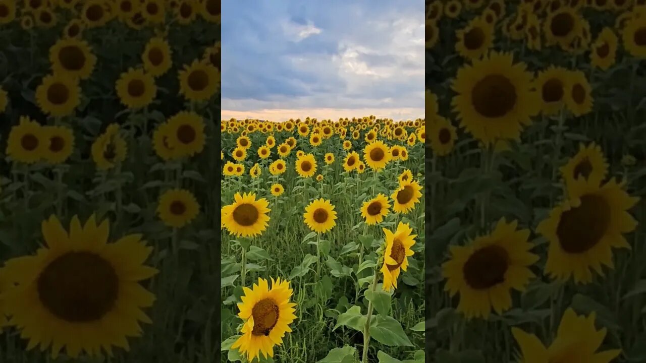 Sunflower Heaven #best #life sunflowers