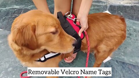 Indihopshop Personalized Dog Harness No Pull Harness Customer Review