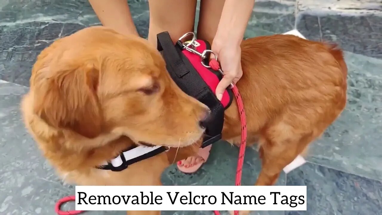 Indihopshop Personalized Dog Harness No Pull Harness Customer Review