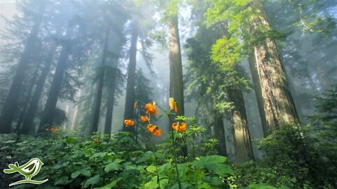 Beautiful Relaxing Music • Peaceful Piano Music & Guitar Music | Sunny Mornings by Peder B. Helland