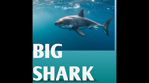 Suddenly a big Shark was seen swimming in the sea