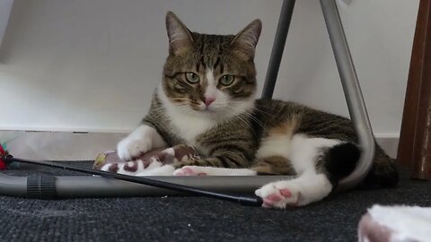A Quiet Cat under the Table
