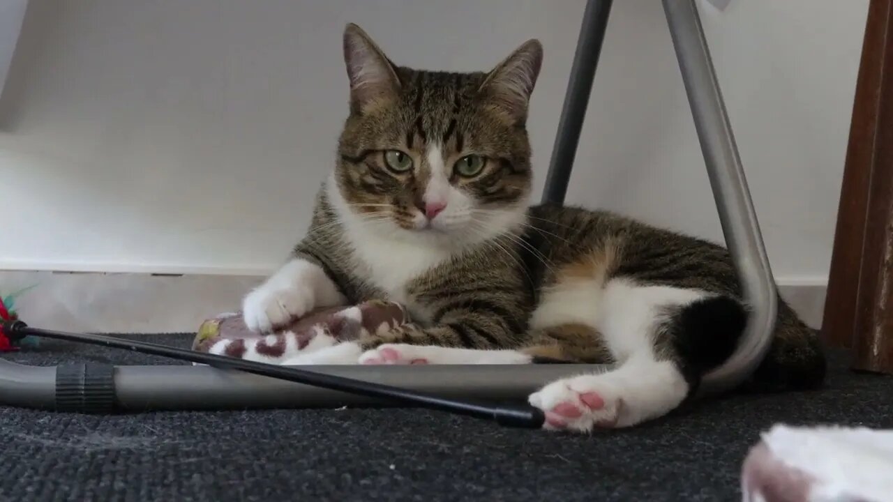 A Quiet Cat under the Table