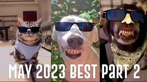BEST of MAY 2023 FUNNY ANIMALS VIDEO Part 2 😺🤣🐱‍👓🐶🦝🐷🐐✨ ✨🧨🧨🧨