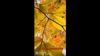 Through Autumn Leaves 🍂