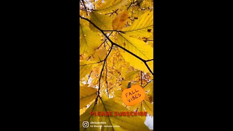 Through Autumn Leaves 🍂