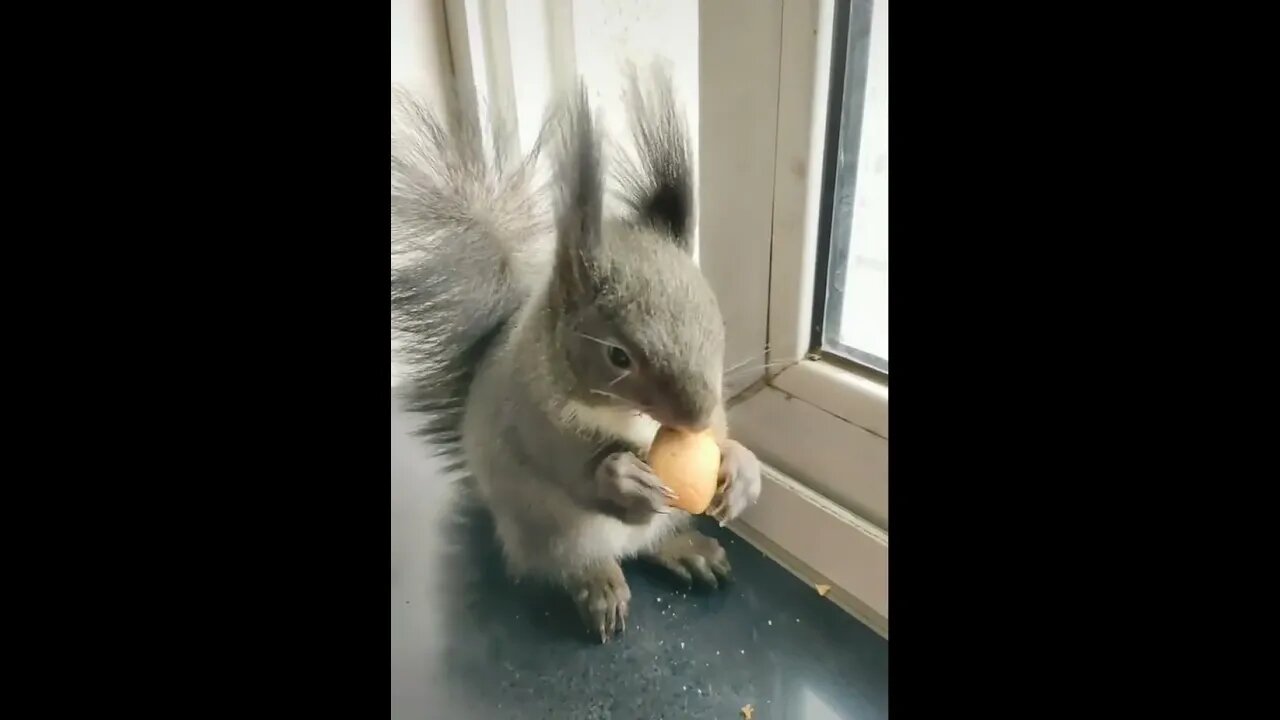 Seeds For Nuts