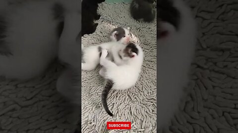 animal video, funniest animals, #shorts #funnyanimalsclub