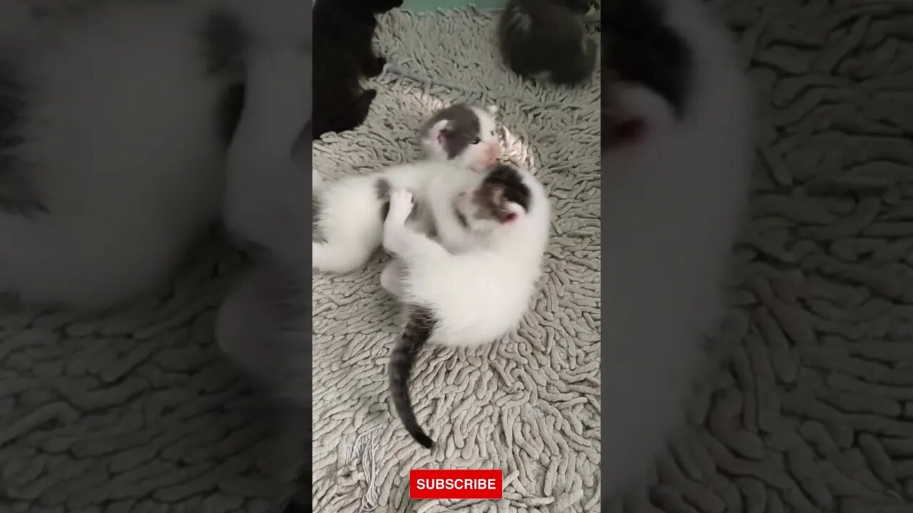 animal video, funniest animals, #shorts #funnyanimalsclub