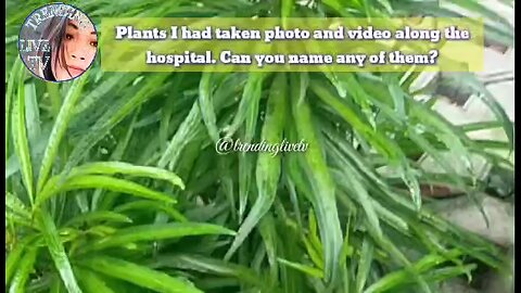 Lovely Plants with Trending live tv