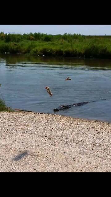 Man playing dangerous game with a beast of an Alligator