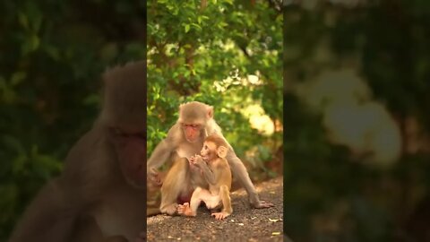 amazing viral video || funny monkey video #short #short #youtubeshorts #shortsfeed