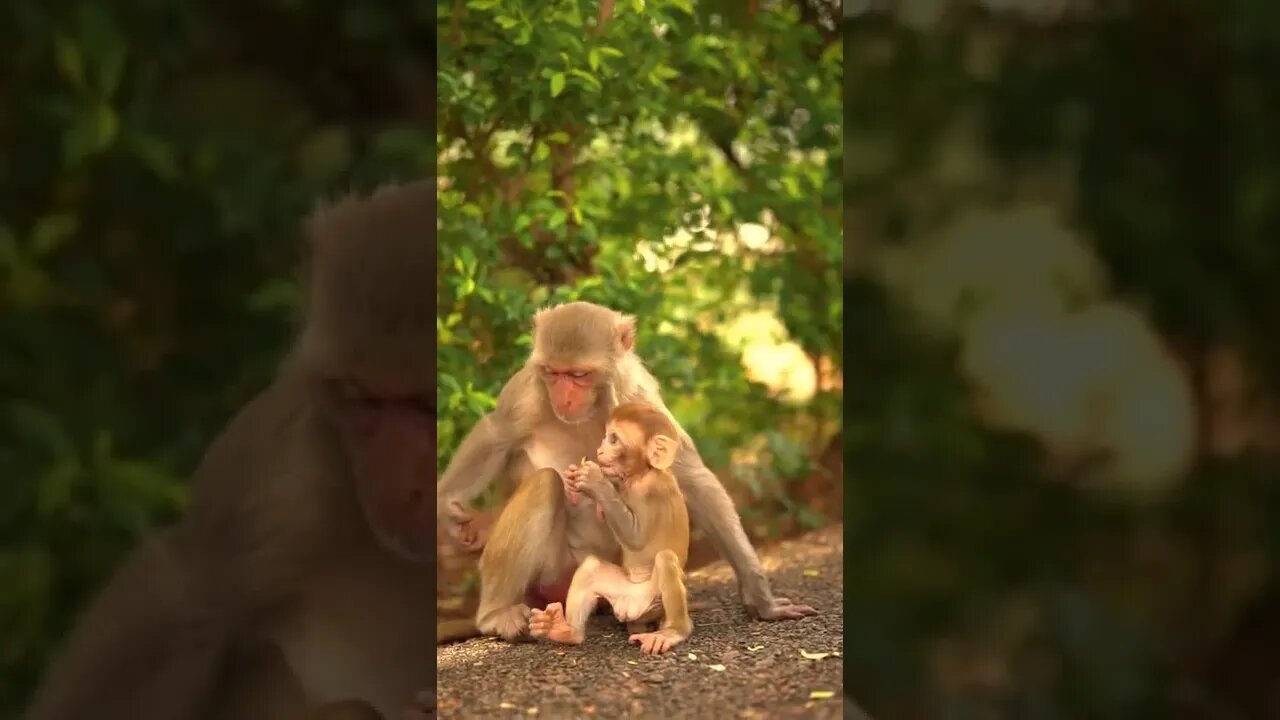 amazing viral video || funny monkey video #short #short #youtubeshorts #shortsfeed