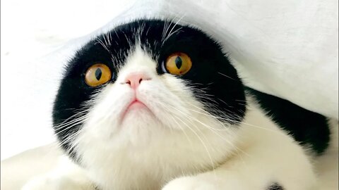 Try NOT to Laugh! 😹 When #TheItis Calls, You Must Answer 💤😹 (#96) #Clips