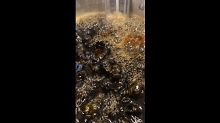 Finishing Maple Syrup Time