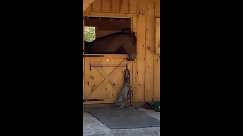 Funny Animal - The Horse knocking door