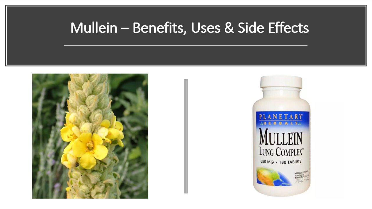 Mullein - Benefits, Uses & Side Effects