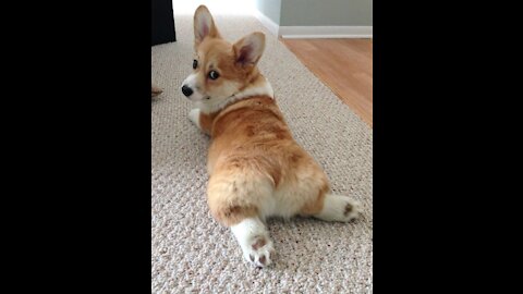 Corgi Puppies is the best puppies ever. Would you agree with me?