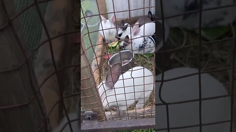 Look at this bunny with just ONE floppy ear #animals #shorts