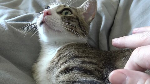 I've Seen the Terrible Fly! I Am Petrified!
