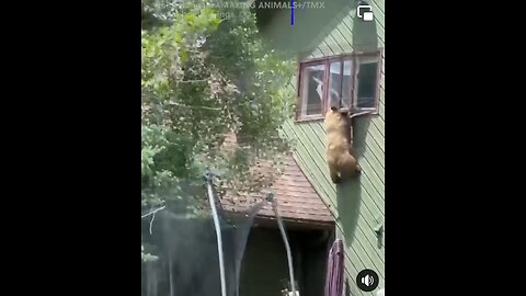 Don’t Leave Your Window Open 😳 #bear #wildlife #wildanimal #climbs #window #house #colorado
