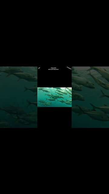 Fish that have thin fins with a split tail indicate that they move very quickly