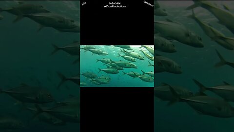 Fish that have thin fins with a split tail indicate that they move very quickly