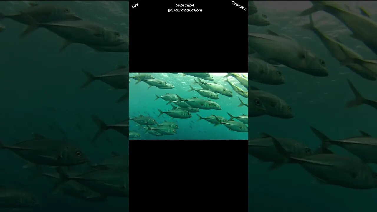 Fish that have thin fins with a split tail indicate that they move very quickly