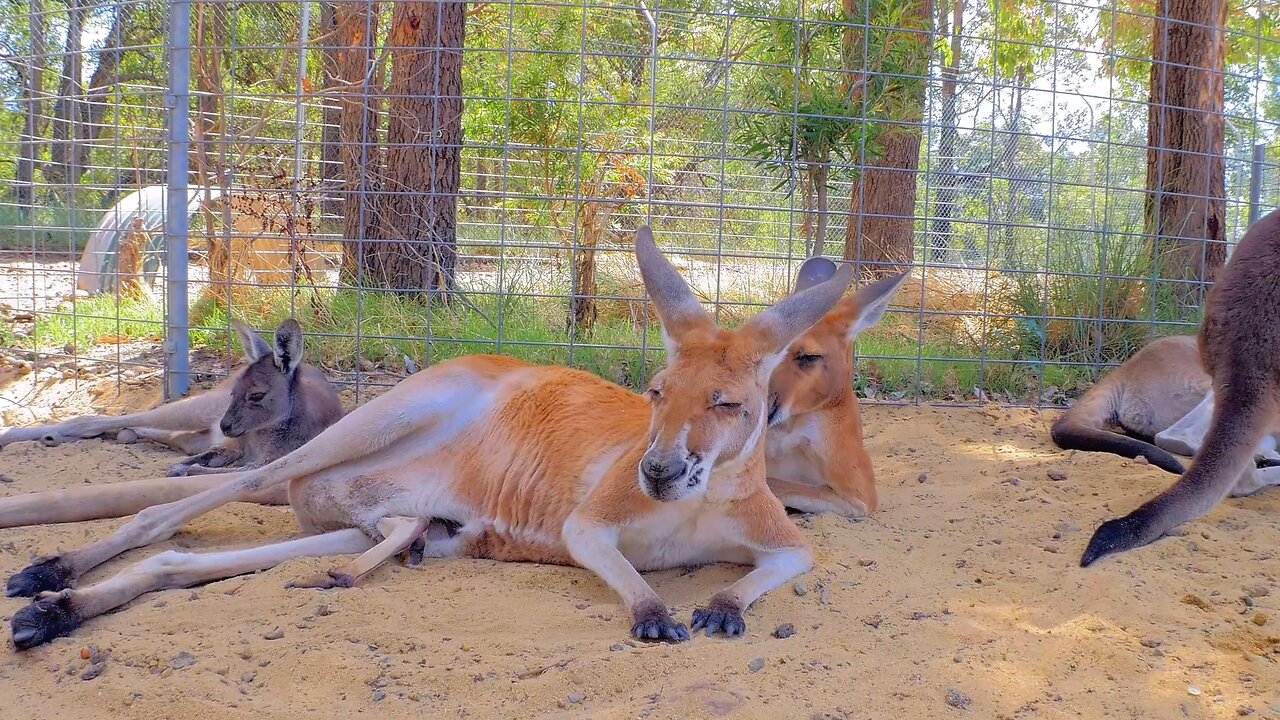 Adorable and Playful Kangaroos and Wallabies Resting in Park Western Australia