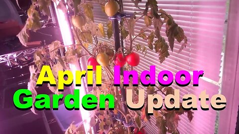 No. 998 – April Indoor Garden Update