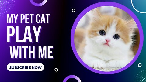 My Cat Play With Me | Funny Training videos