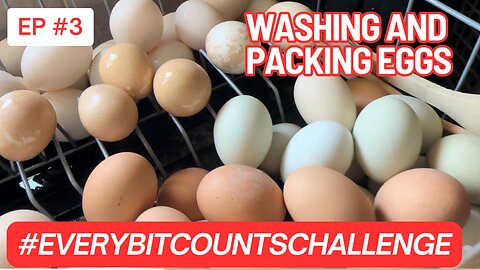 Washing and Packaging Eggs for refrigeration. #everybitcountschallenge @threerivershomestead