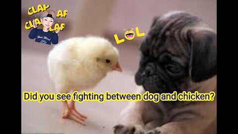 Did you see the dog and chicken fight ?