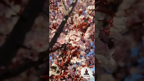 Close Up of Cherry Blossoms | A Gentle Reminder of Spring