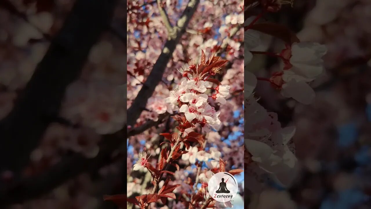 Close Up of Cherry Blossoms | A Gentle Reminder of Spring