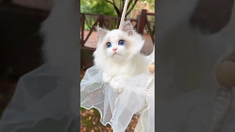 #viral #imrankhan #memes #love #pakistan #cricket #youtubeshorts #shortvideo #shorts #cat