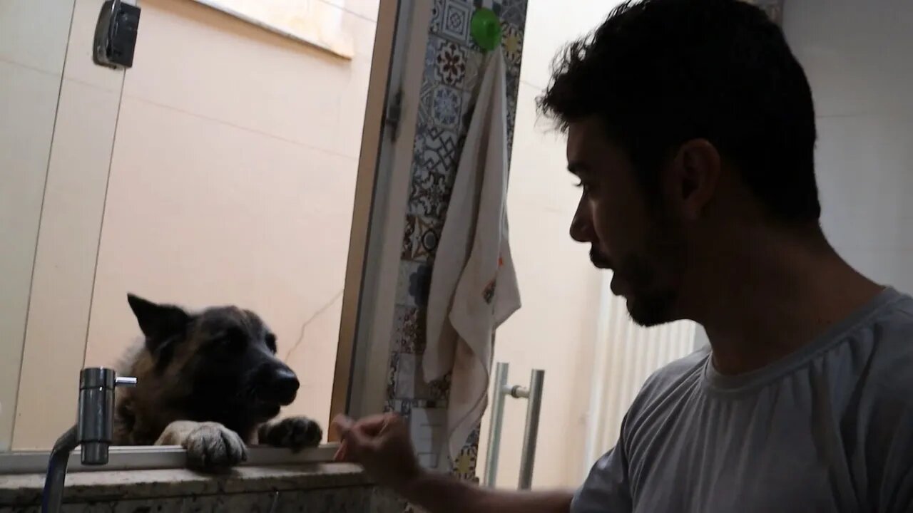 Pegando em Um Pastor Alemão de Proteção que só Aceita a Dona