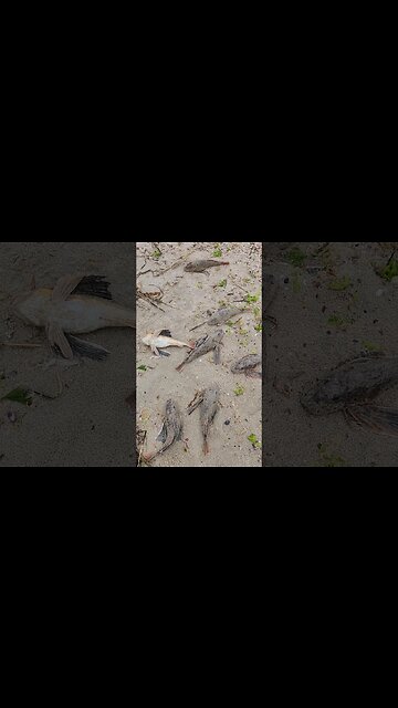 THEM tomatoes going grow real good now!!!🍅🍅🍅🍅🍅🍅🍎