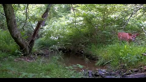 Mink Carrying Frog WL Cam 1 6/5/23