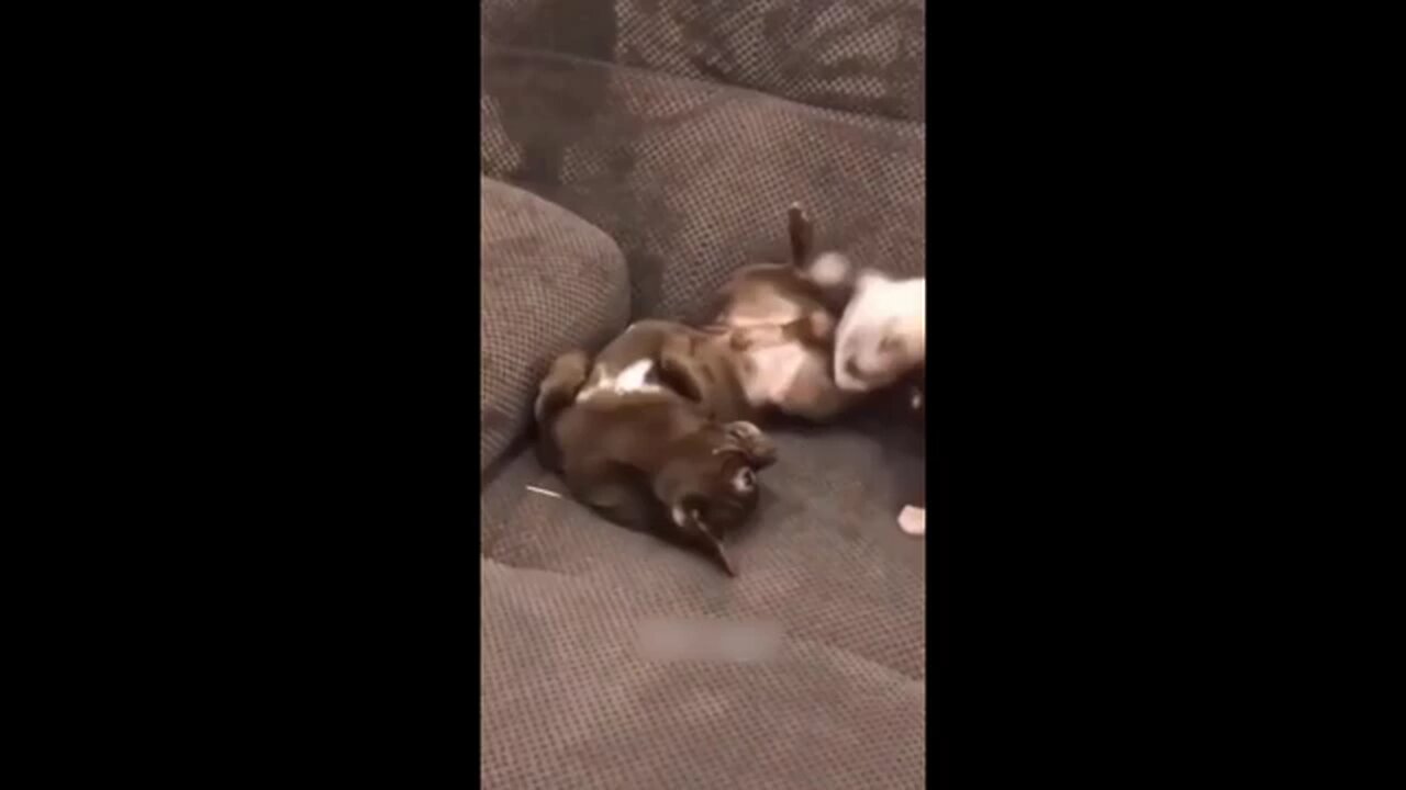 Funny Animal Videos 2024 😂 - Funniest Dogs And Cats Videos -