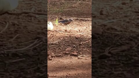 bird we seen while camping