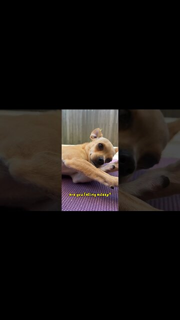 Sleepy Puppy 😴#chihuahuababy #chihuahuadog #chihuahuapuppy #sleepypuppy #chihuahualover #chihuahua